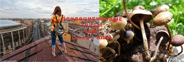 каннабис Коряжма